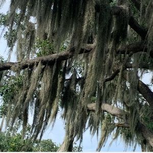 Florida Spanish Moss Organic and Natural
